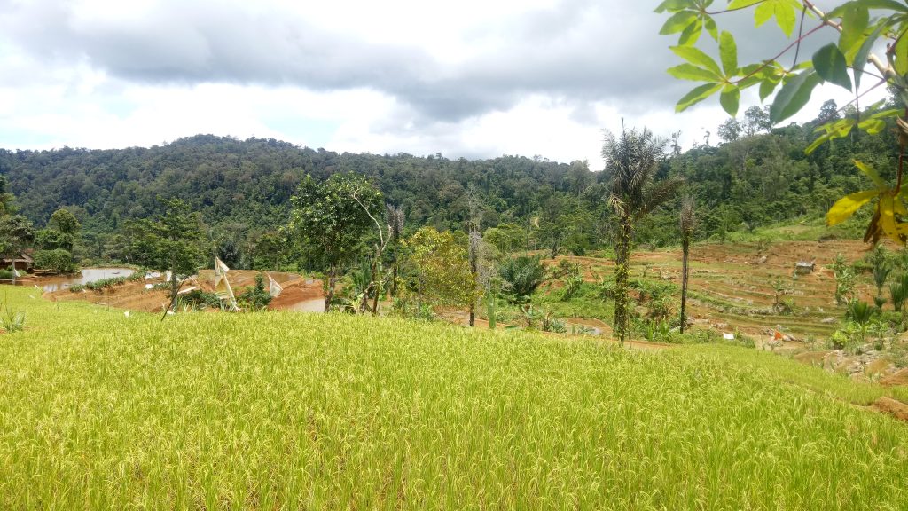 Teknologi Berbasis Kearifan Lokal Dukung Kelestarian Pertanian di Kawasan Tropis 